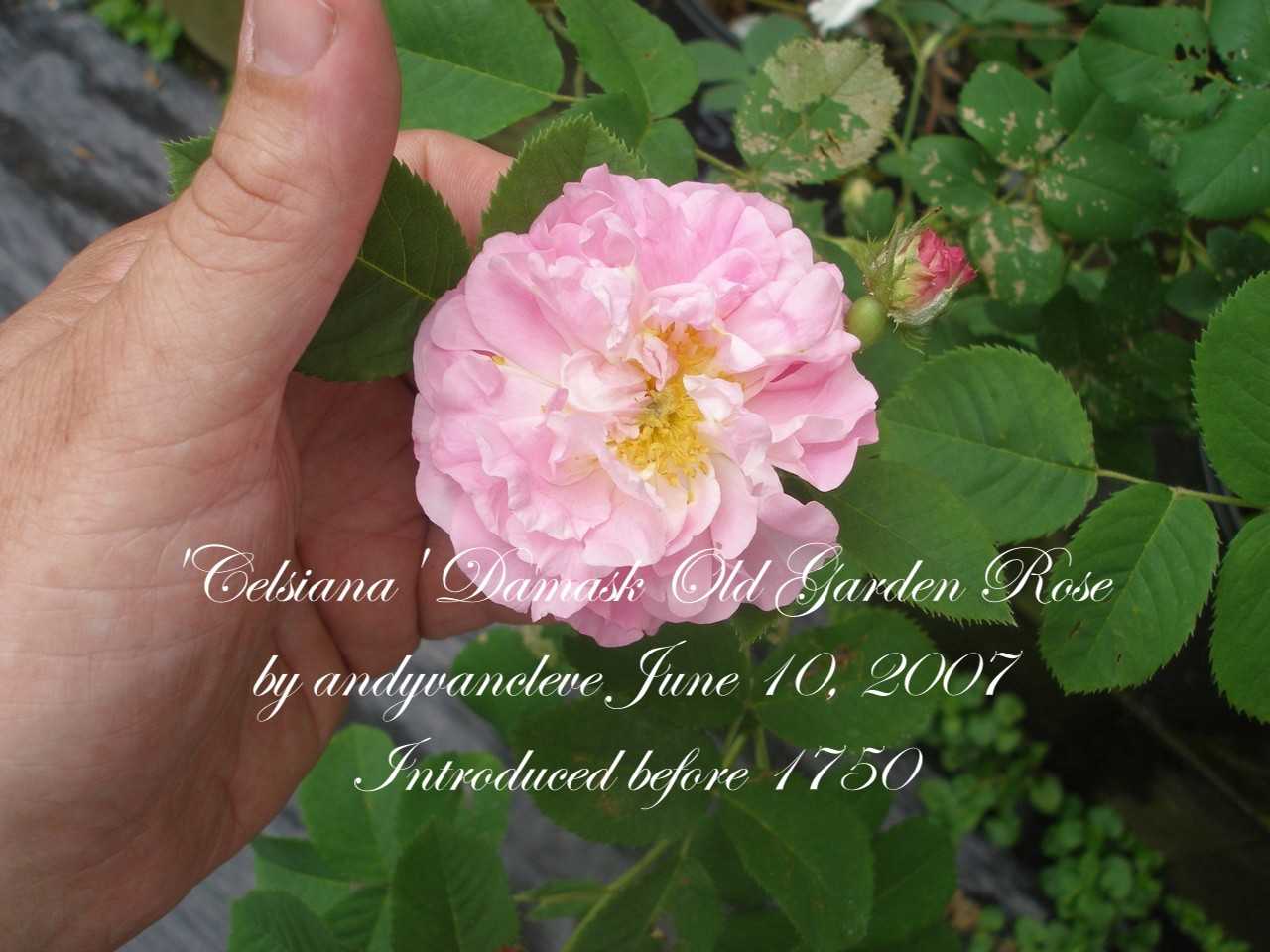 Damask Roses Pictures Of One Of The Four Ancient Classes Of Roses That Are Commonly Referred To As Old Roses Propagated And Grown For Sale By Azalea House Flowering Shrub Farm With