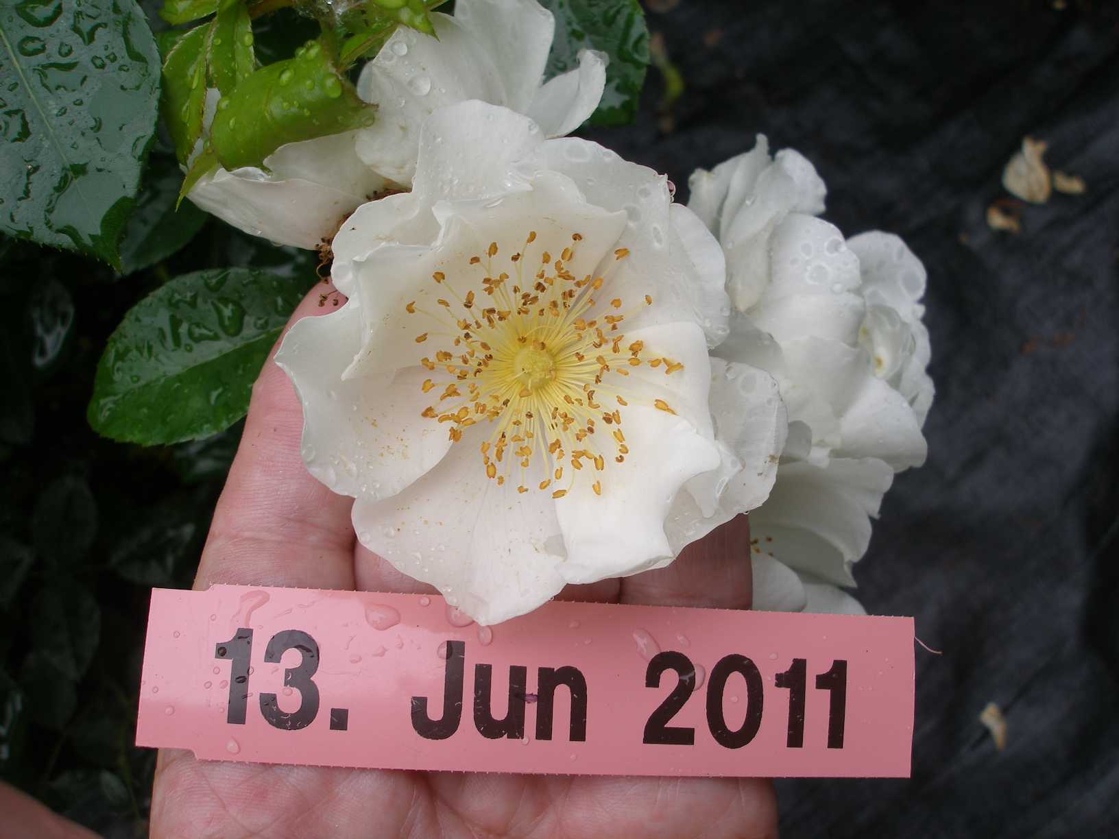 Scottish Roses grown and sold in Albany County, NY. by Azalea