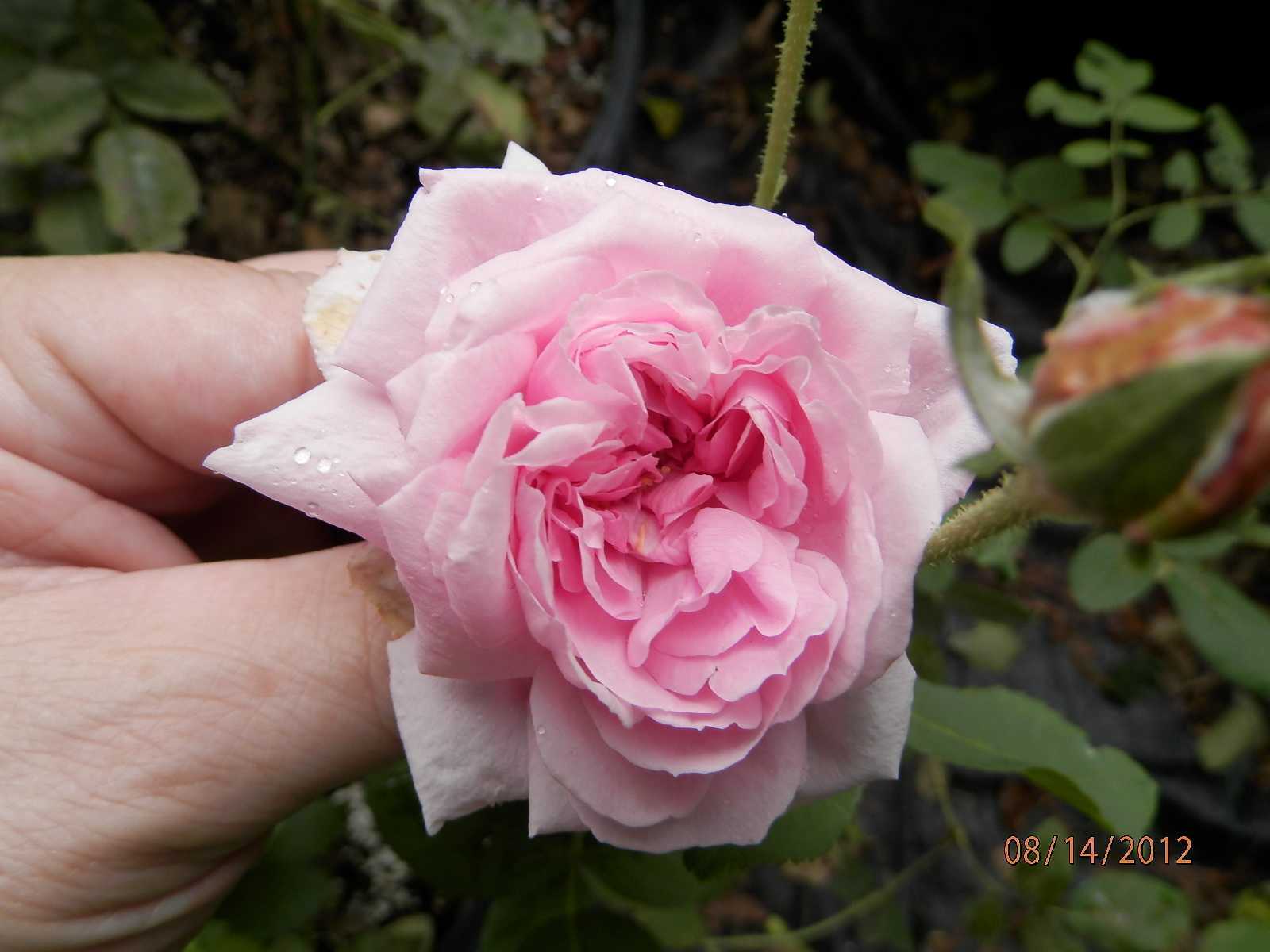 Crop 164 Comte De Chambord Portland Rose Zone 5 For Sure 4 Ft X 3 Ft Pink Flowers Up To 4 Inches Across Fragrance Fff Introduced Around 1860